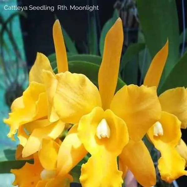 Cattleya_Rlc._Moonlight